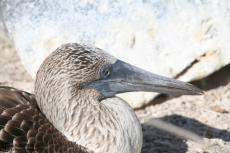 Blue Footed Boobies - Galapagos 2010 -IMG 6944